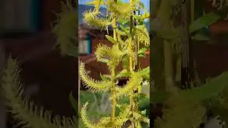 #beehouse