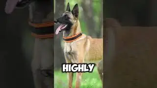 German Shepherd VS Belgian Malinois #shorts #dogs