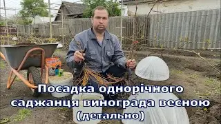 Посадка однорічного саджанця винограда весною (детально) 2024