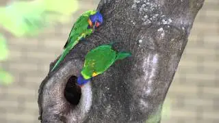 Rainbow Lorikeets