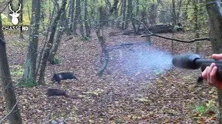 DRIVEN WILD BOAR HUNTING: AN AWESOME HUNT!