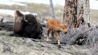 Bison Calf  Just minutes old  Yellowstone