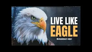 Have Eagle Attitude & Mentality to Succeed | Mohammad Umer