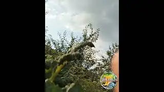 Бахчевая тля на тыквенных