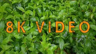 8K footage of green plantation in a Rainy Day