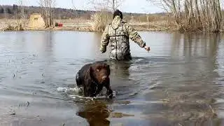 Охота с подсадной уткой и дратхааром.