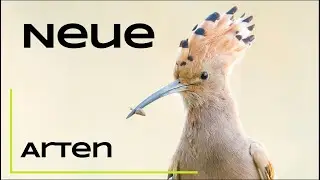 Vier neue Arten für mich! Seltene Vögel und ein Delfin in Deutschland