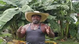 Amazing Tropical Fruit You Can Grow At Home | SAVANNAH GA