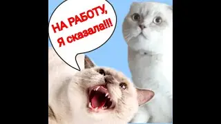 Тоша ты идешь на работу?видео с озвучкой, ржака!😹 смешные коты😻🤣