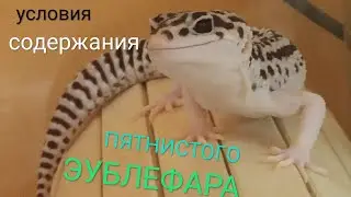 Моя первая рептилия! Уход и содержание пятнистого эублефара.