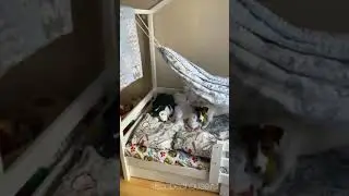 Кроватка домик отзыв