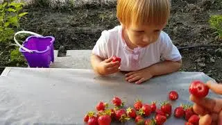 Урожай клубники Азия и Клери. Как на вкус. Рассада Азии и Клери.