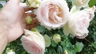 #Троянди біля мого будинку!!! 🌹🌹КРАСА не реальна!!