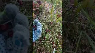 Вот и клюква созрела 