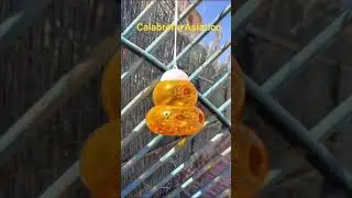 cattura massiva del calabrone asiatico con esca proteica ❤️👽👽💪