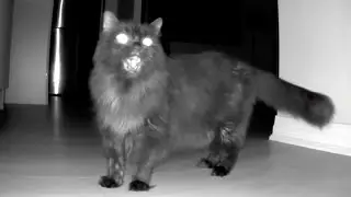 Cat screams at night after owner moves😺🐶