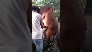 Kawin kuda putih betina menjerit, jantan KO