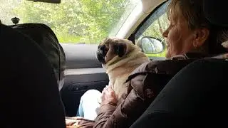 с мопсом по маршруту