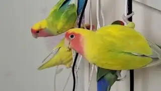 Lovebirds Climing