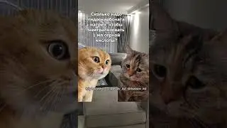 Дорогая, какой цвет твой любимый? #тренд #приколы #коты #мемыскотами#веселыекоты