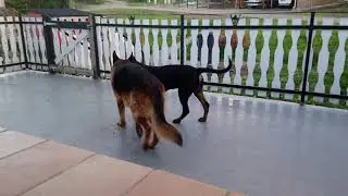 ROTT ET BERGER ALLEMAND