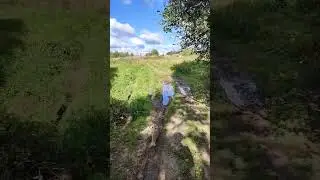 Кот идёт к ручью