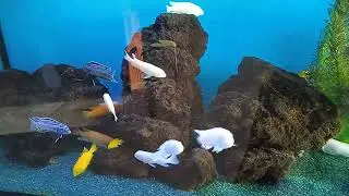 Сichlid Aquarium 250 L (phytofilter)