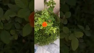 BEAUTIFUL ROSE