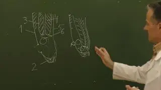 Bassini's inguinal hernia repair