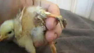Цыпленок мутант. Будьте внимательны при покупке циплят