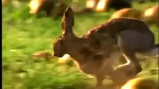 Most epic Goshaw Hunting Jack Rabbit Attack moments in HD
