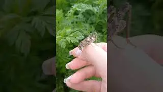 Саранча Василий ч.3 Ушёл от нас, но обещал вернуться. #семейныйканал #животные #жизньвдеревне