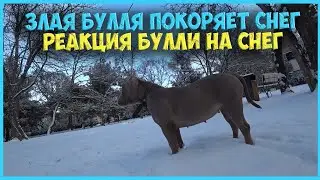 ЗЛЮЧКА БУЛЛИ ОТКРЫВАЕТ СНЕЖНЫЙ СЕЗОН 2024.