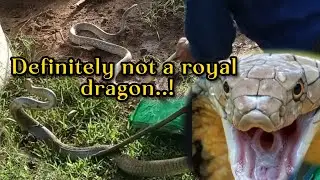 Do you know which is the most venomous snake? | அதிக விஷம் கொண்ட பாம்பு எது தெரியுமா..
