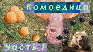 Комоедица в селе Бегомль Минской губернии. День пробуждения медведя. Как и когда? | Часть Первая.