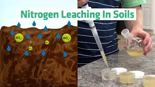 Fertilize Responsibly!  Nitrate Leaching and Cation Exchange in a Sandy Soil