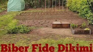 Biber fidesi nasıl dikilir?  Yaz´a hazırlık. #biber 🌶🫑