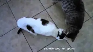 Смешные кошки 1