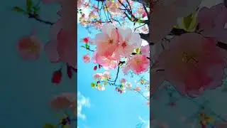 Beautiful #flower #photography #beautiful #nature #landscape #You Must Know #viral story #Wonderbot