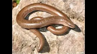 A copperhead in the garden! A brittle slow-worm, Anguis fragilis, a species of legless lizard.