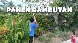 Daily Vlog Random | Panen Rambutan | Bersih-bersih Di kebun Tomat | Temani Anak dan Ayah Di Kantor
