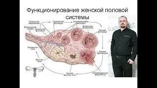 Функционирование женской половой системы