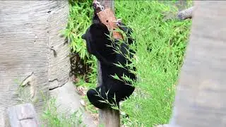 Sun Bear August 9, 2019