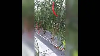 CABE  
