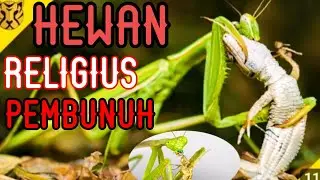 Belalang Sembah/Mantis-Predator Efektif yang sangat Kejam#belalangsembah#belalang @MataJoeOfficial