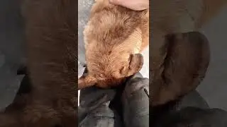 Обязательные почесушки😊#животные #милота