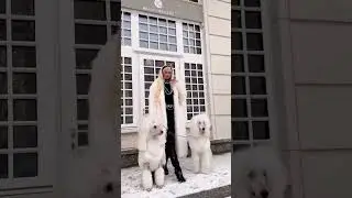 Стильная Девушка и Королевские Пудели🤍❄️🤍