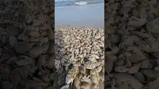 Finding sand fleas for bait