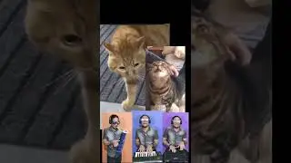 cat song, cat music 
