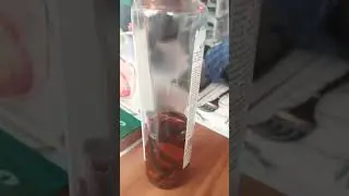 guindilla en aceite